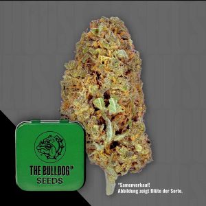 Tb Amnesia The Bulldog Seeds