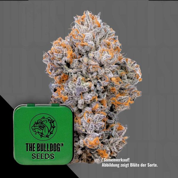 The Bulldog Seeds TB Biscotti