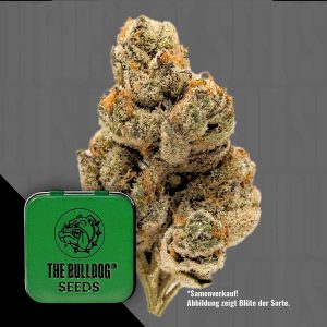 Tb Do Si Dos The Bulldog Seeds
