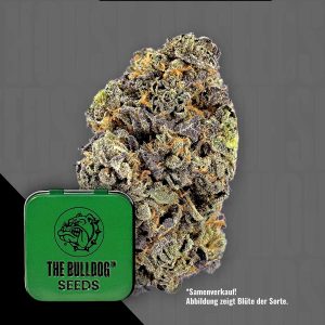 Tb Gelato Auto The Bulldog Seeds