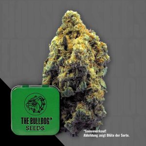 Tb Kush The Bulldog Seeds