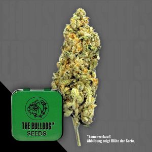 Tb Mimosa The Bulldog Seeds