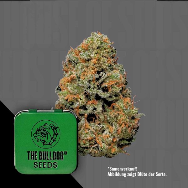 The Bulldog Seeds TB Papaya
