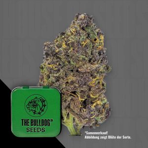 The Bulldog Seeds TB Purple CBD Auto