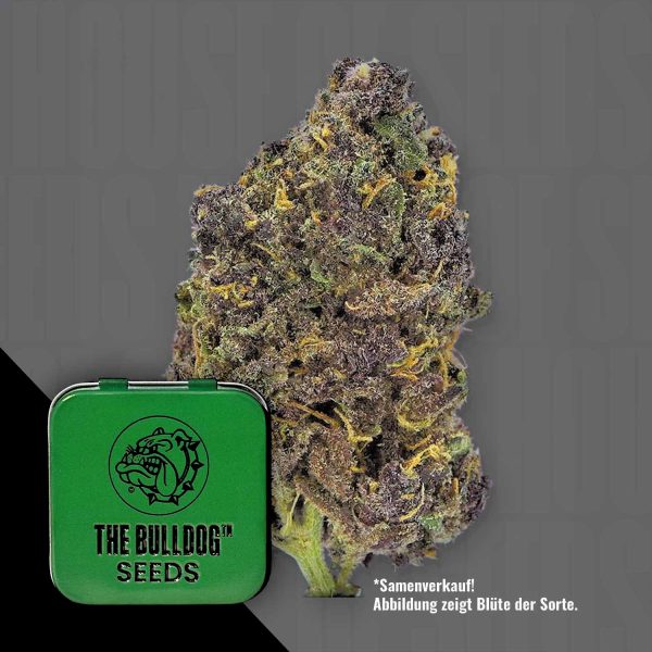The Bulldog Seeds TB Purple CBD Auto