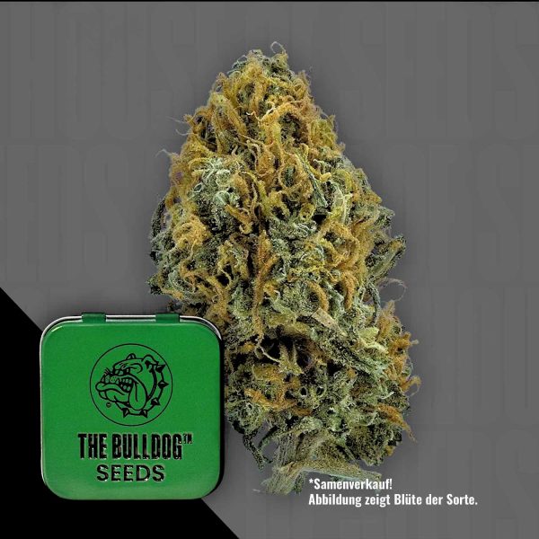The Bulldog Seeds TB Skittlez Auto