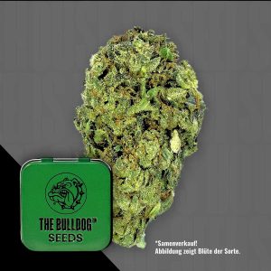 Tb Sour Diesel The Bulldog Seeds
