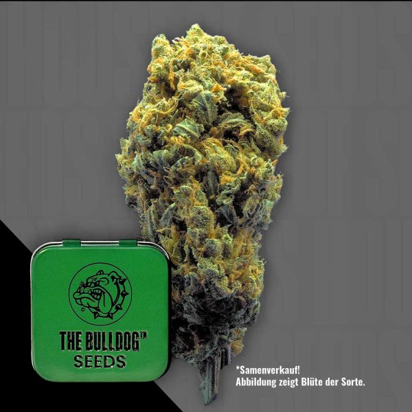 The Bulldog Seeds TB Strawberry Haze Auto