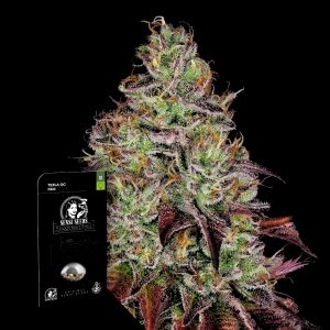 Tezla Og Sensi Seeds