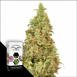 Thc Victory Dutch Passion