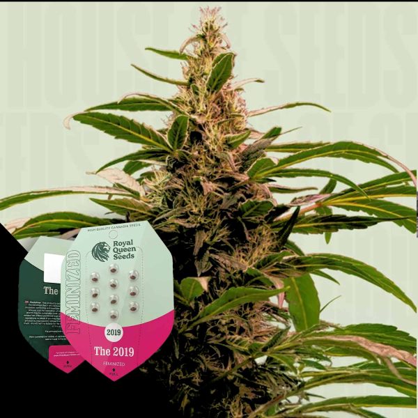 Royal Queen Seeds The 2019