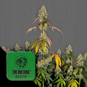 The Bulldog Cookies The Bulldog Seeds