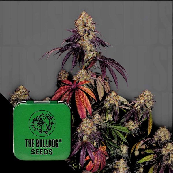 The Bulldog Seeds The Bulldog Gelato 17