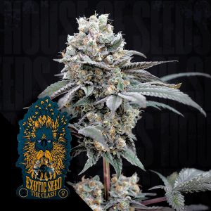 The Clash Exotic Seeds