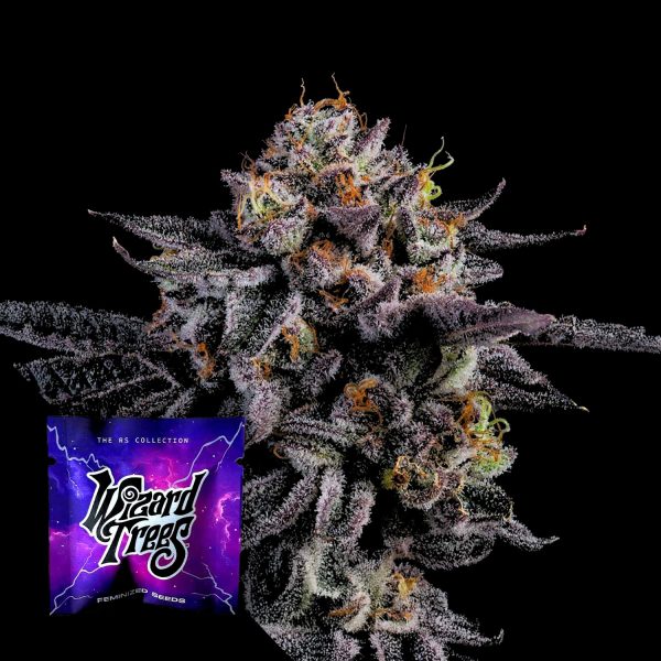 Wizard Trees The Keeper