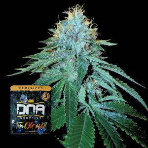 The Og 18 Dna Genetics