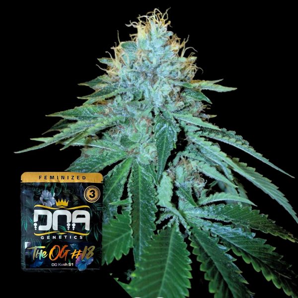 DNA Genetics The OG #18