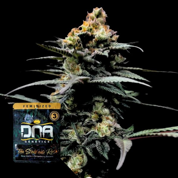 DNA Genetics The Stinking Rose