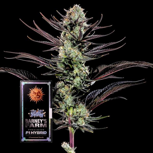 Barneys Farm Thin Mint Frosting F1