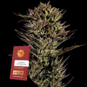 Thin Mint X Sour Pinot Auto Barneys Farm