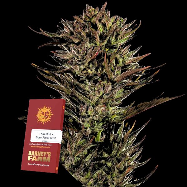Barneys Farm Thin Mint x Sour Pinot Auto