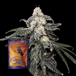 Common Wealth Seeds Co. Thornberry Pie