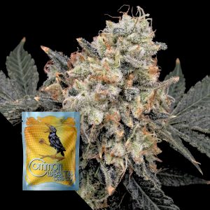 Common Wealth Seeds Co. Thornberry Thicket