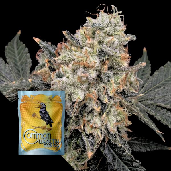 Common Wealth Seeds Co. Thornberry Thicket