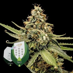 Titan F1 Royal Queen Seeds
