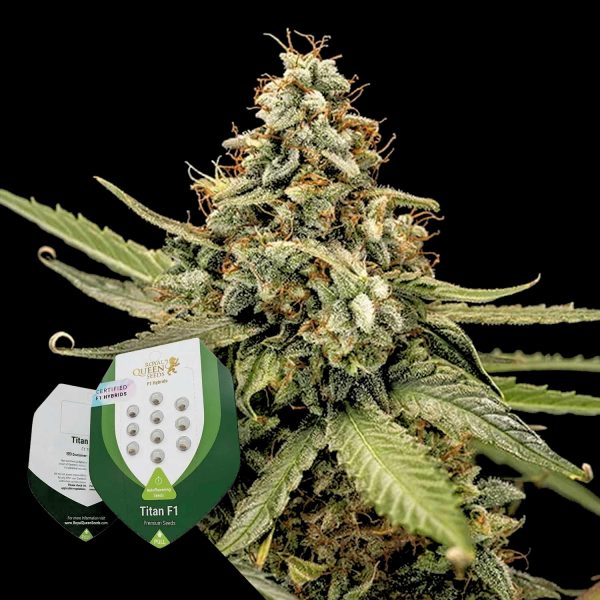 Royal Queen Seeds Titan F1