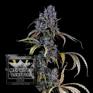 Toof Decay Auto Mephisto Genetics
