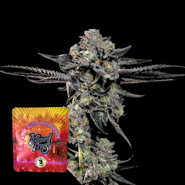 Wizard Trees Top G