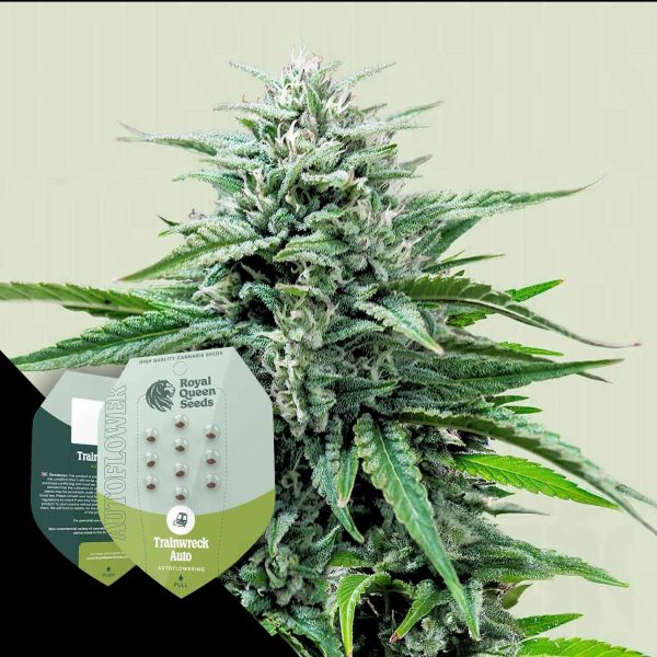 Royal Queen Seeds Trainwreck Auto