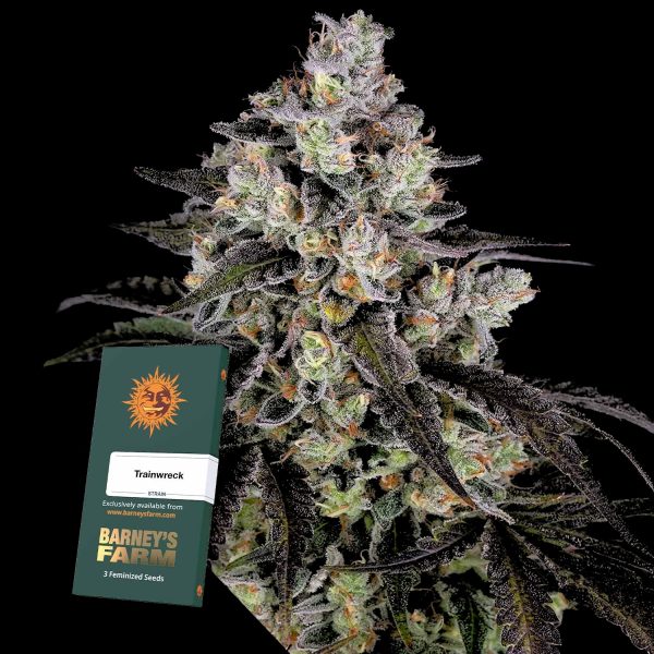 Barneys Farm Trainwreck