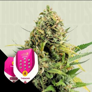 Trainwreck Royal Queen Seeds
