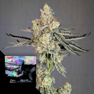 Trapline Cipher Genetics