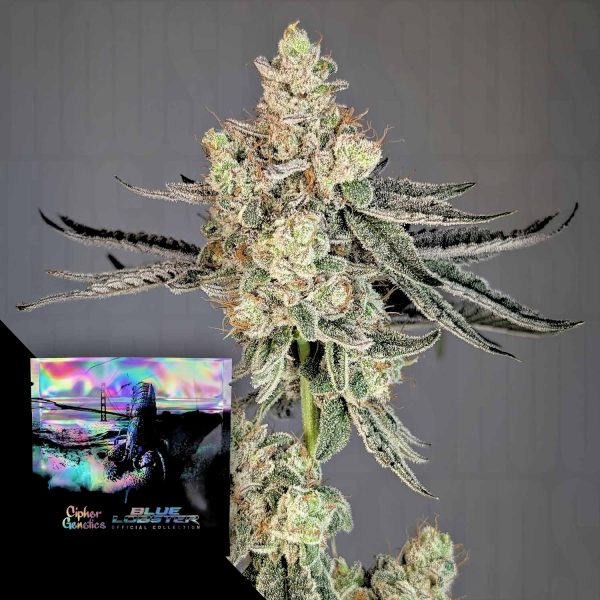 Cipher Genetics Trapline