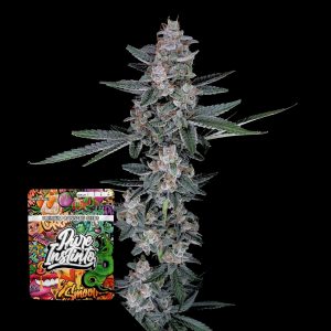 Tri Whip Kush Auto Puro Instincto