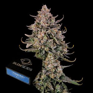 Triangle Kush Auto Silent Seeds