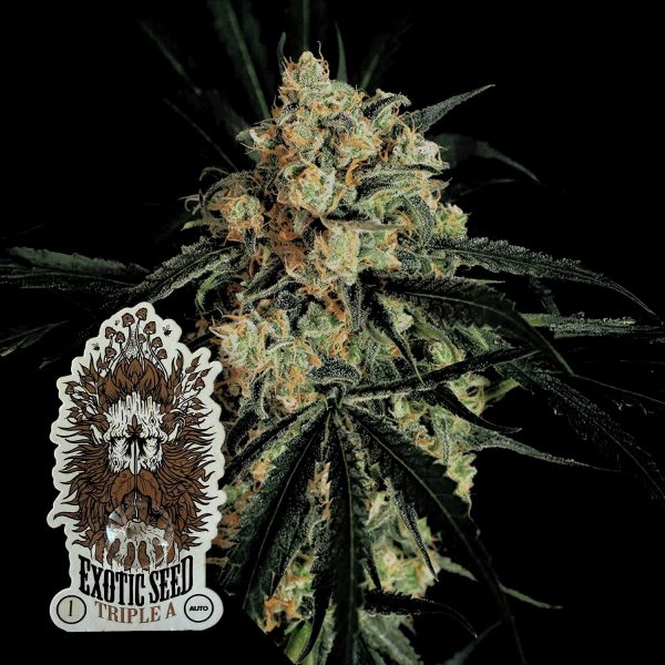 Exotic Seeds Triple A