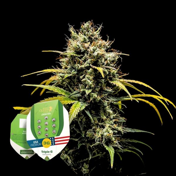 Royal Queen Seeds Triple G Auto