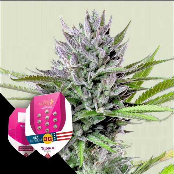 Royal Queen Seeds Triple G
