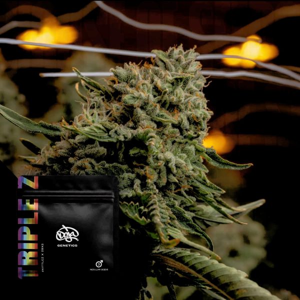 Doja Triple Z
