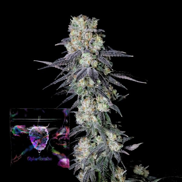 Cipher Genetics Trippin‘ Dots