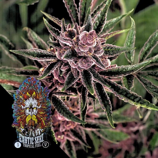 Exotic Seeds Tropical Fuel