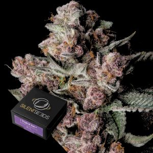 Tropical Jam Silent Seeds