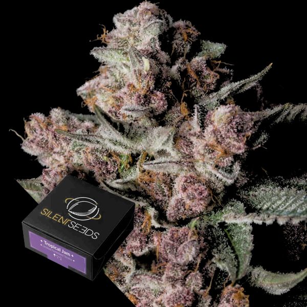 Silent Seeds Tropical Jam