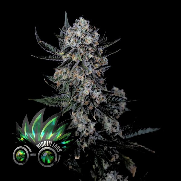 Hidden Labs Tropical Lazer