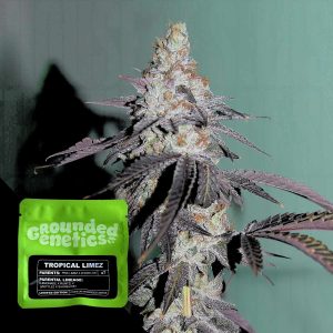 Tropical Limez Grounded Genetics