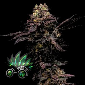 Tropical Runtz F4 Auto Hidden Labs